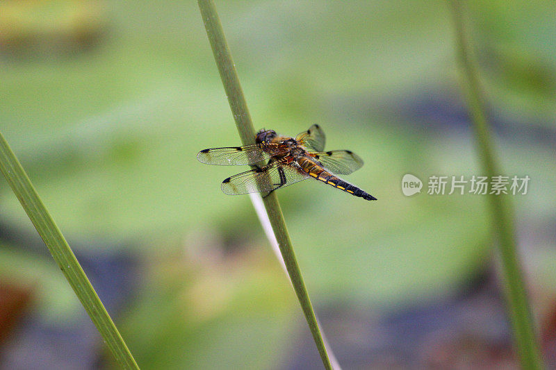 英国褐蜻蜓图像/普通蜻蜓/四斑蜻蜓(Libellula quadrimaculata)